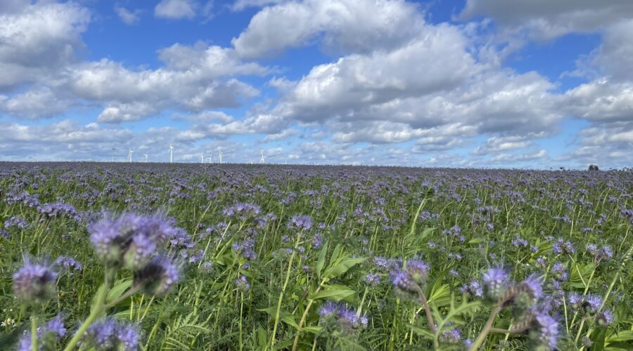 Festspiele Mecklenburg Vorpommern 2026 3